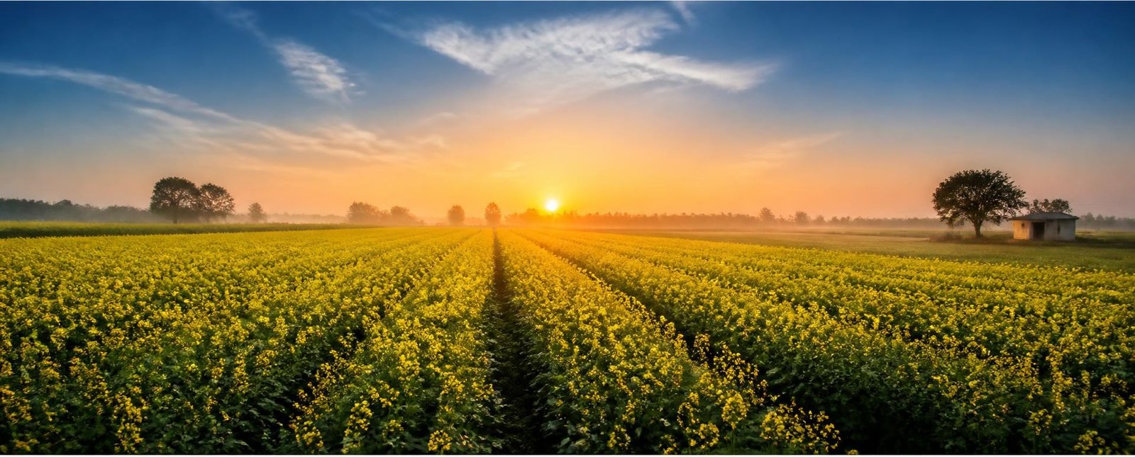 Mustard fields in full bloom stretching to the horizon at sunrise