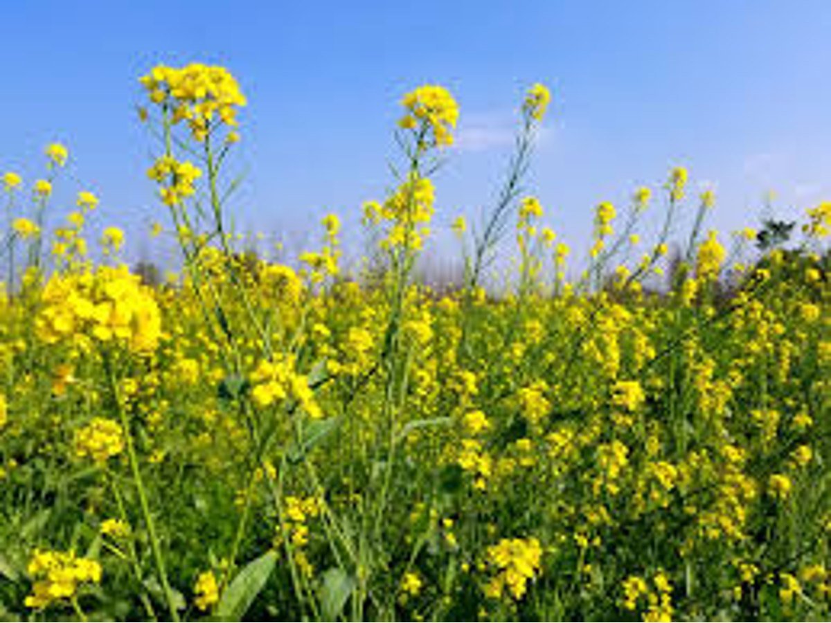 Black Mustard Oil — image 4