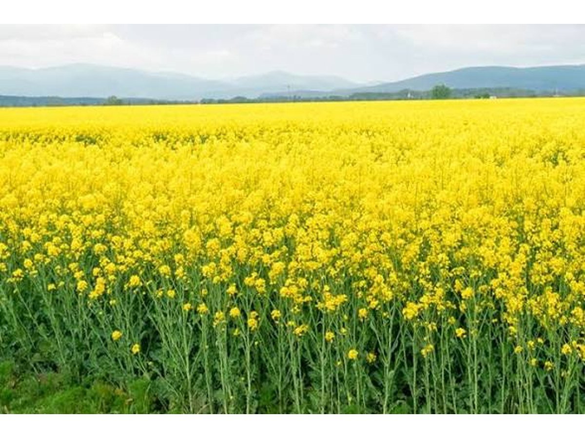 Kacchi Ghani Mustard Oil — image 4