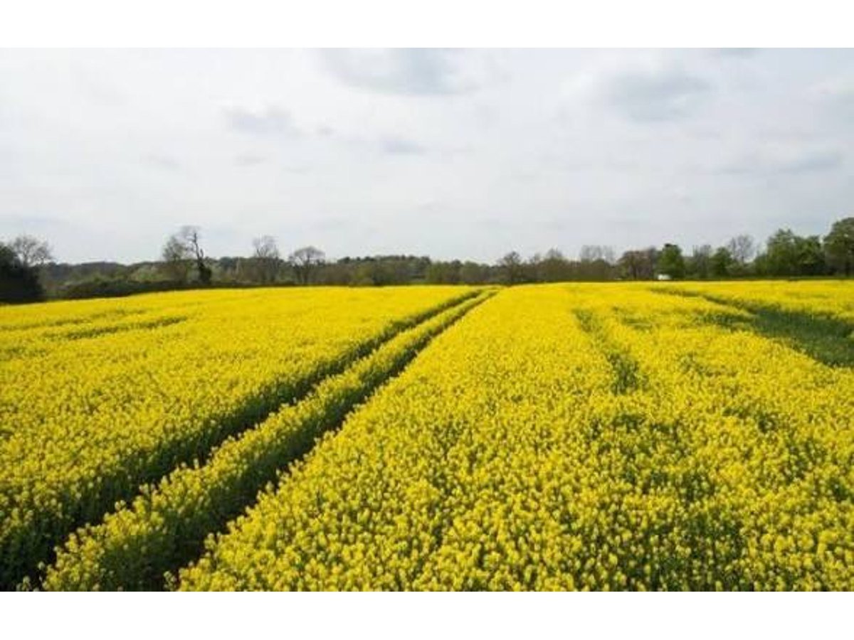 Yellow Mustard Oil — image 4